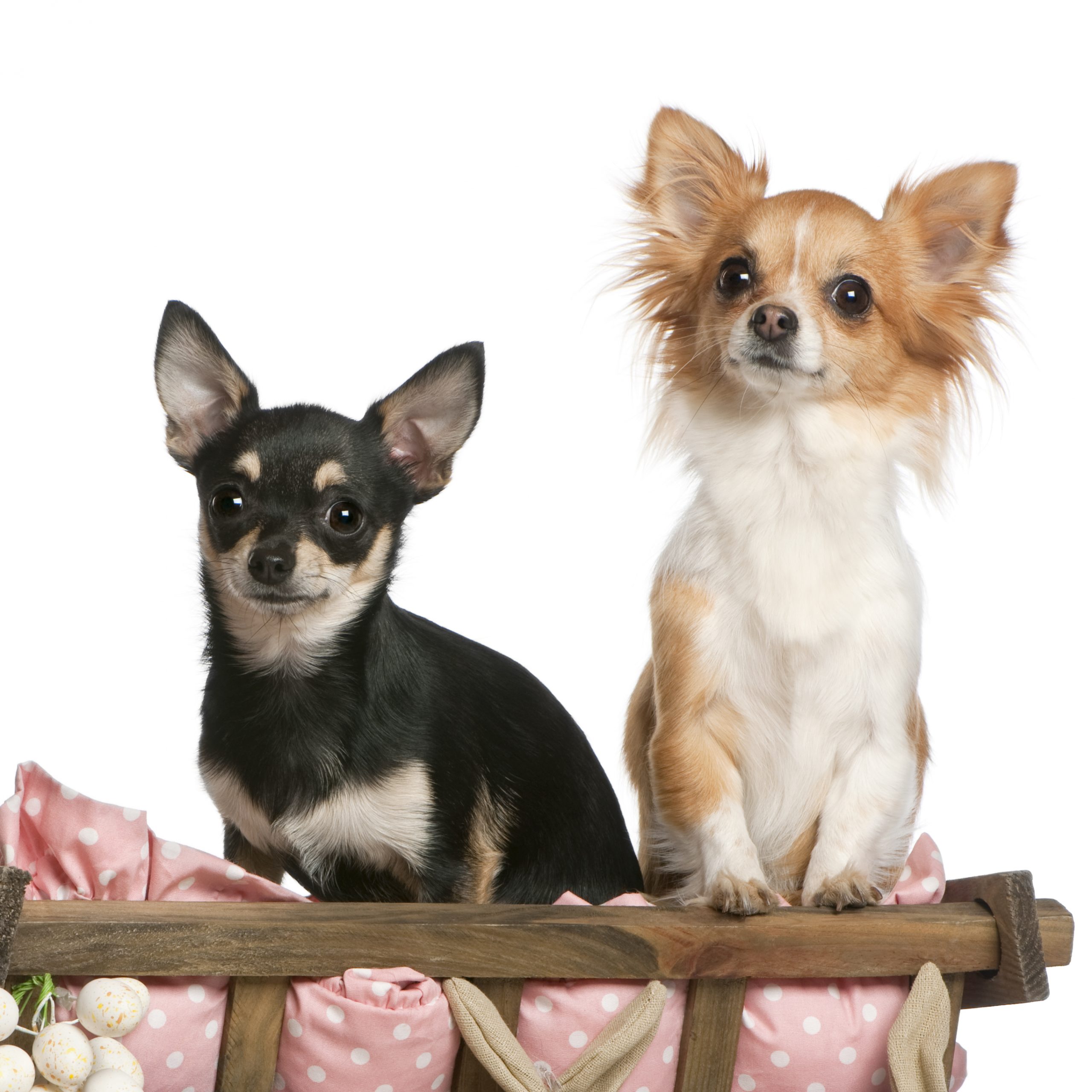 Chihuahuas, 14 months old, sitting in dog bed wagon in front of white background