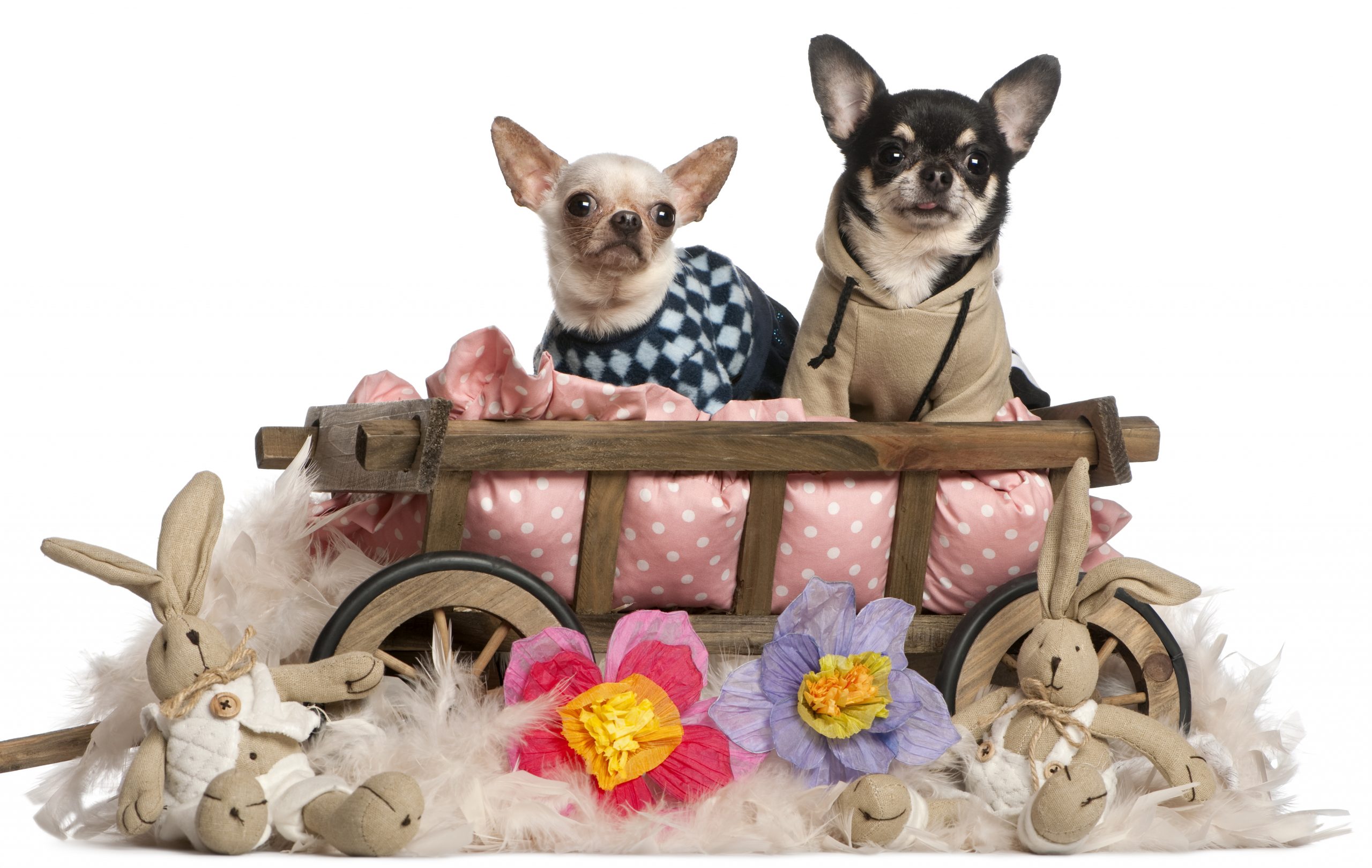 Chihuahuas sitting in dog bed wagon with stuffed animals in front of white background