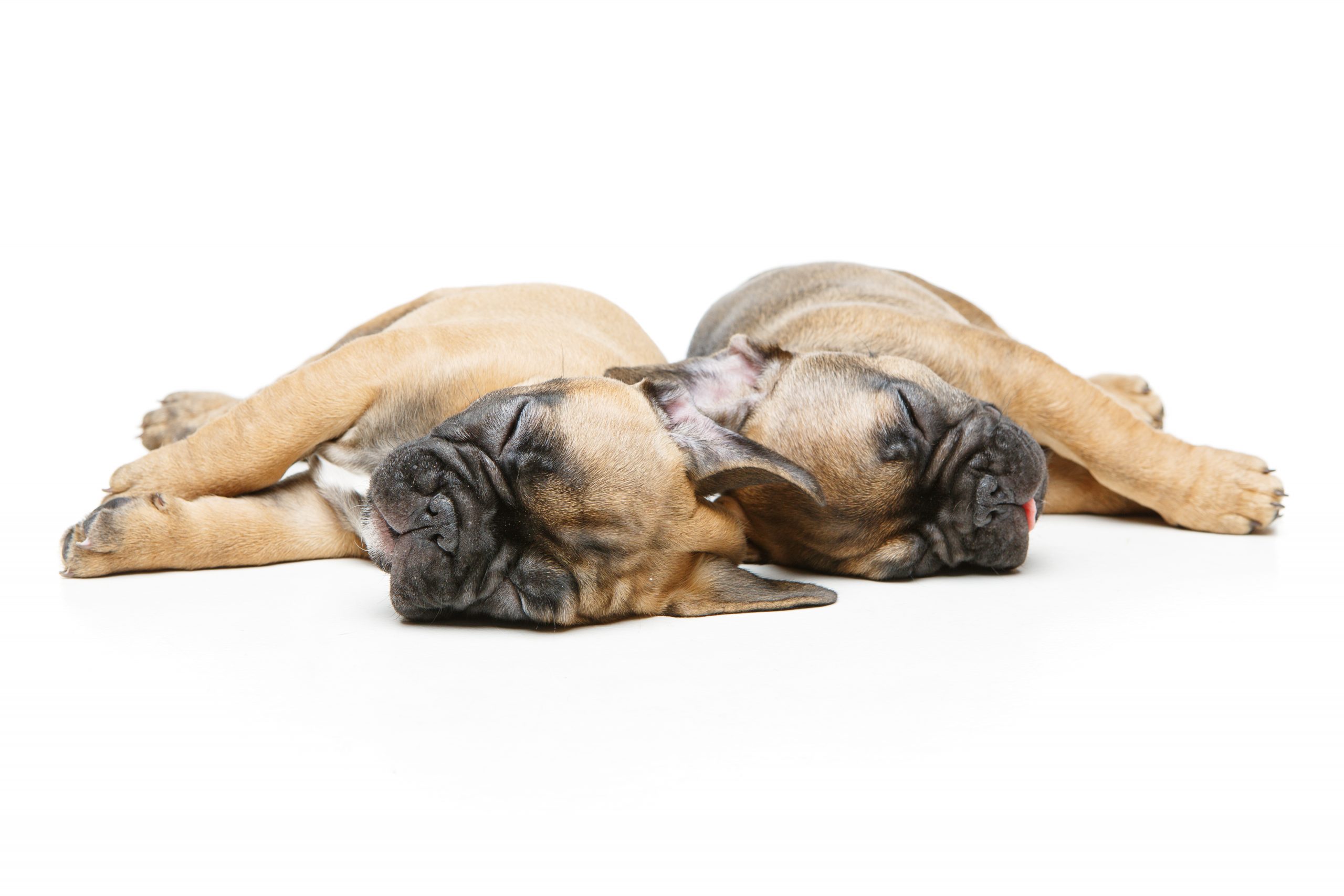 french bulldog puppies sleeping