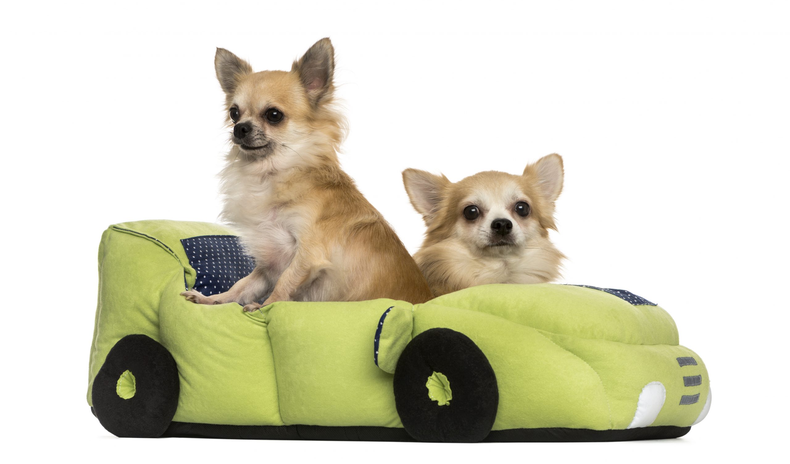 Two Chihuahua in a car shaped bed, isolated on white